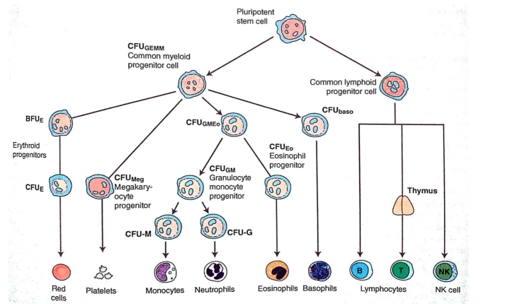 Megakaryopoiesis, Developmental Stages, Qualitative and Quantitative Platelets disorders.