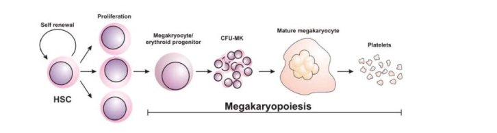 Magakaryopoiesis, Its stages, and Platelets disorders
