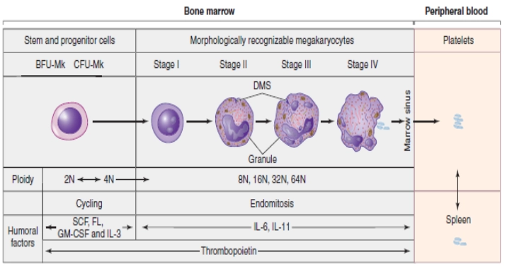 Magakaryopoiesis, Its stages, and Platelets disorders